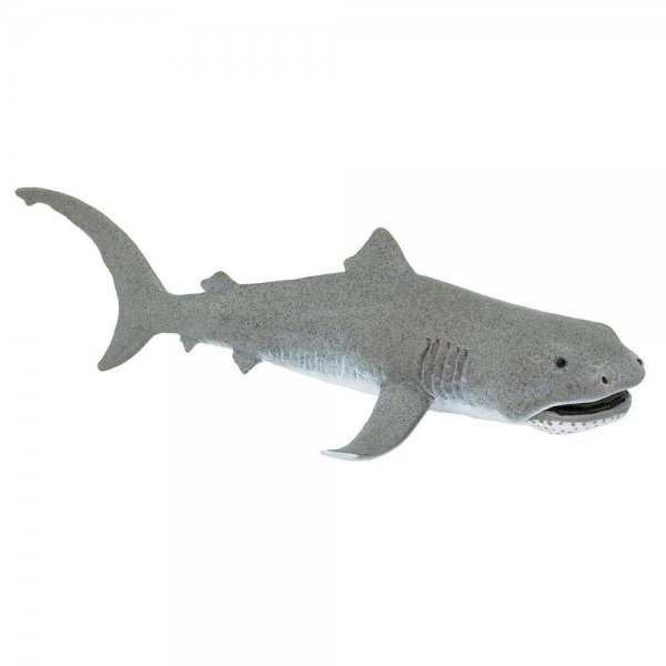 Tiburón Boca Ancha