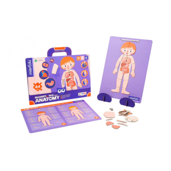 Almohadilla Magnética - Anatomía Humana