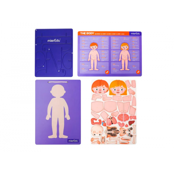 Almohadilla Magnética - Anatomía Humana